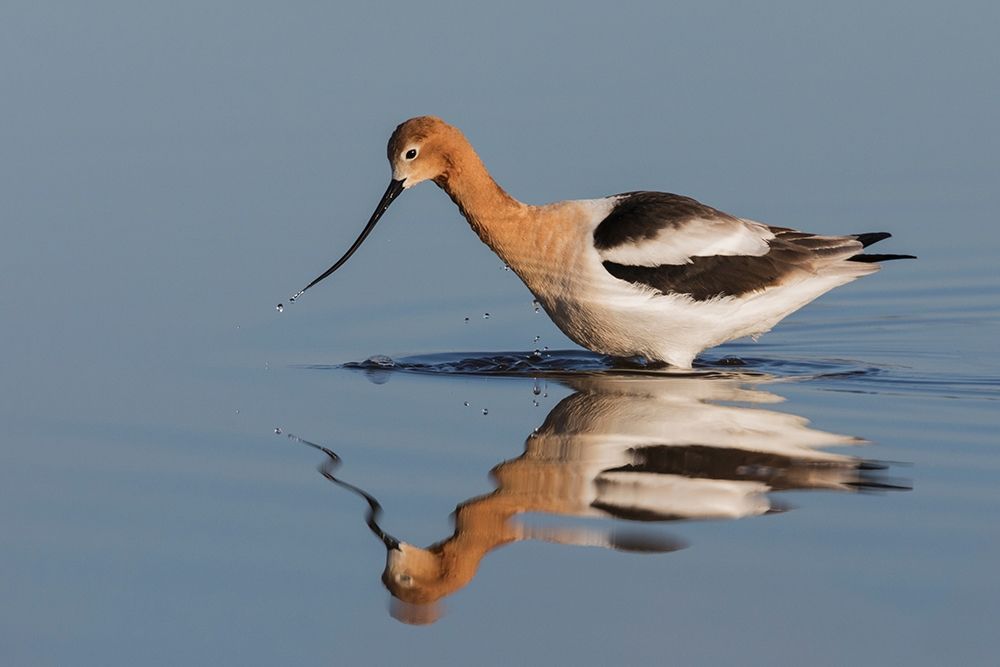 American Avocet Foraging